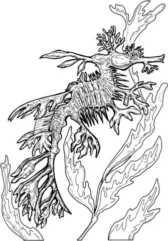 Leafy Seadragon Coloring Page